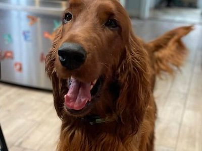 AKC Irish Setter Neutered Male