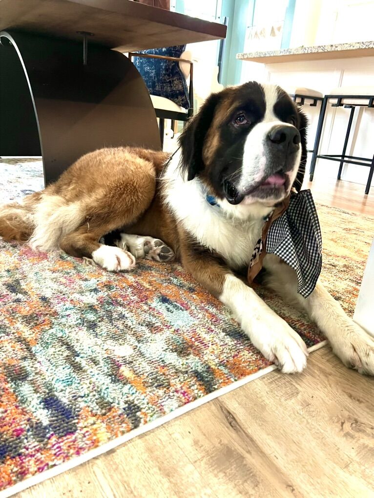 Rehoming Our Sweet Saint Bernard