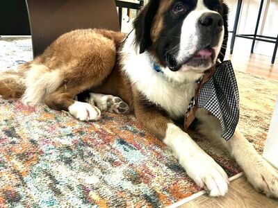 Rehoming Our Sweet Saint Bernard
