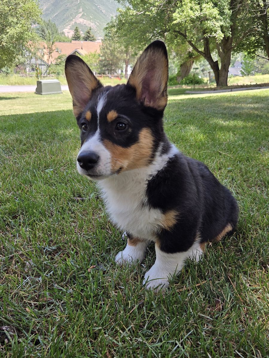 HALF OFF - Pure Pembroke Welsh Corgi Pups - AKC Registered.