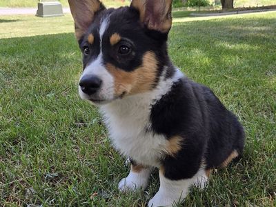 HALF OFF - Pure Pembroke Welsh Corgi Pups - AKC Registered.