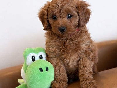 Gorgeous Micro Mini Goldendoodle Puppies