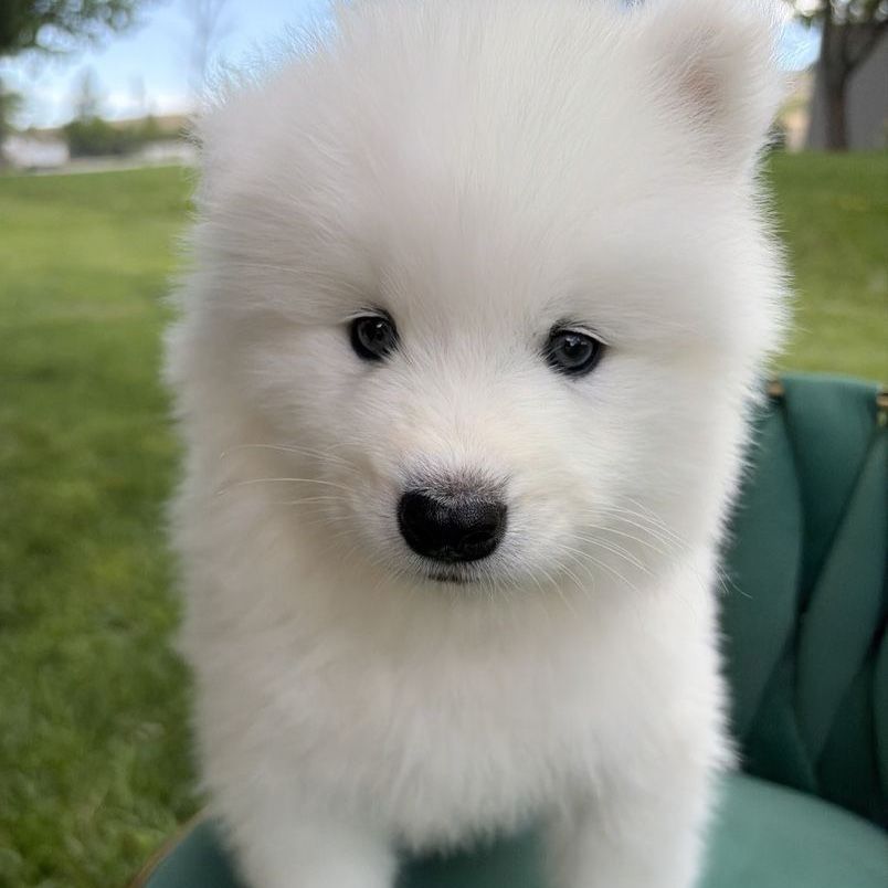 AKC Full Samoyed Puppies – 3 Boys Available - European Free Roam Raised