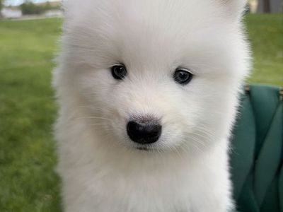 AKC Full Samoyed Puppies – 3 Boys Available - European Free Roam Raised