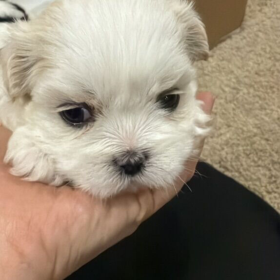 Valentine puppies !!