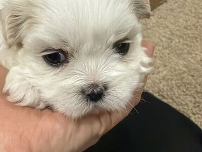 Valentine puppies !!