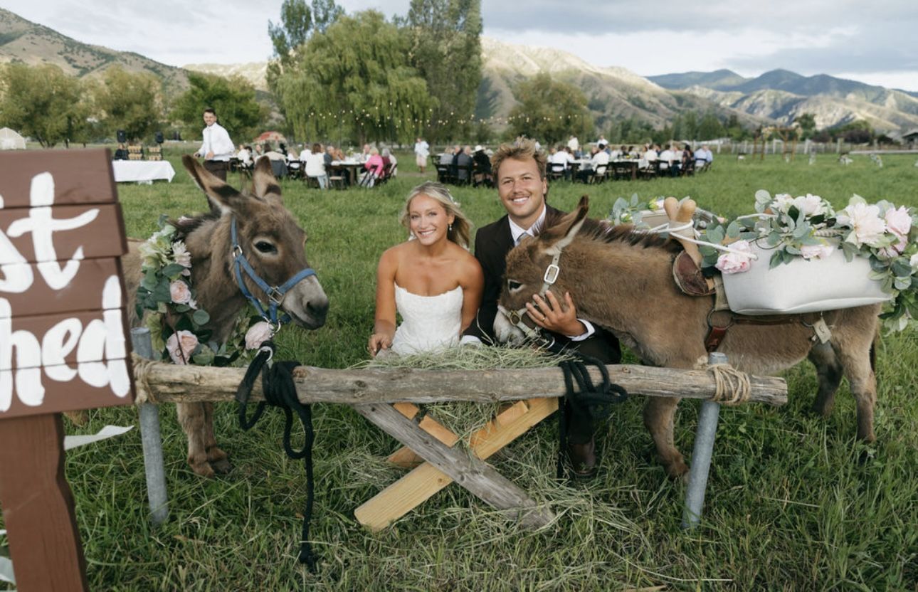Mini Donkeys