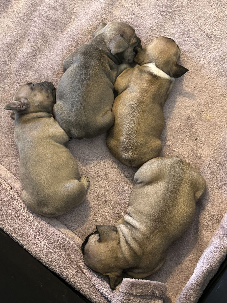 French Bulldog Puppies