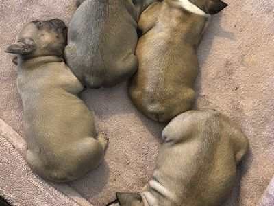 French Bulldog Puppies