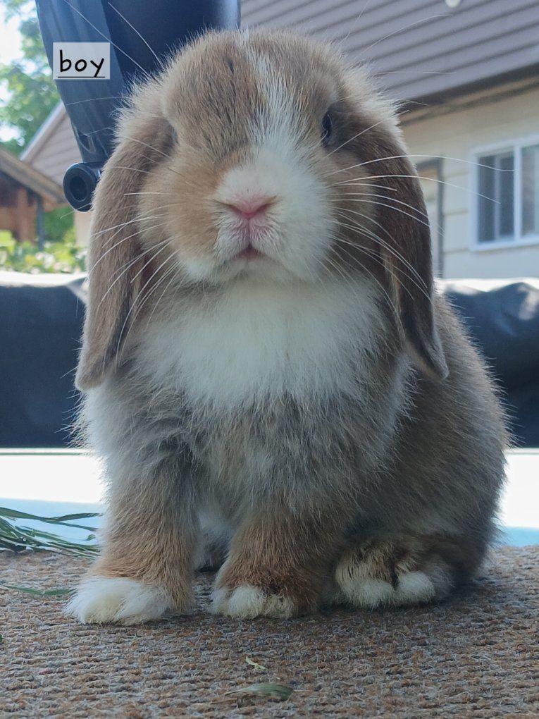 Purebred Holland Lop bunnies