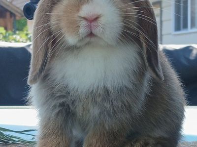 Purebred Holland Lop bunnies