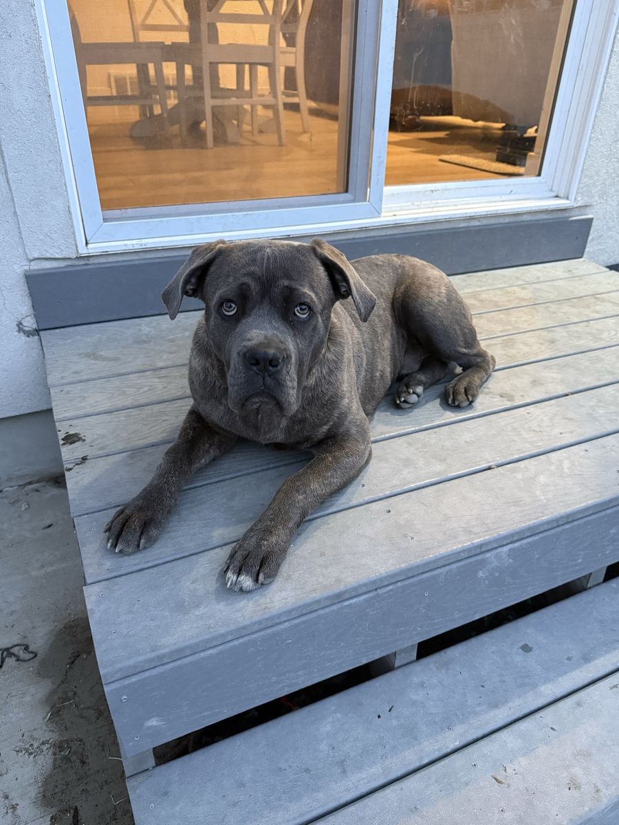 Male Cane Corso