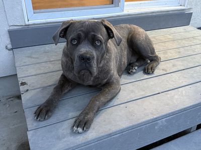 Male Cane Corso