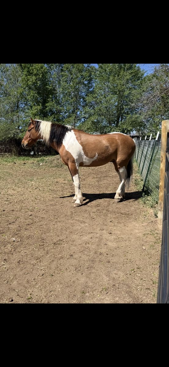 7 year old Mustang