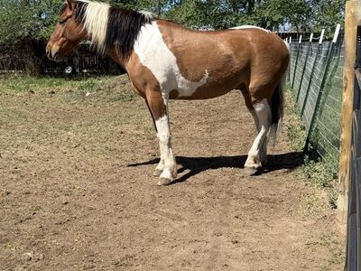 7 year old Mustang