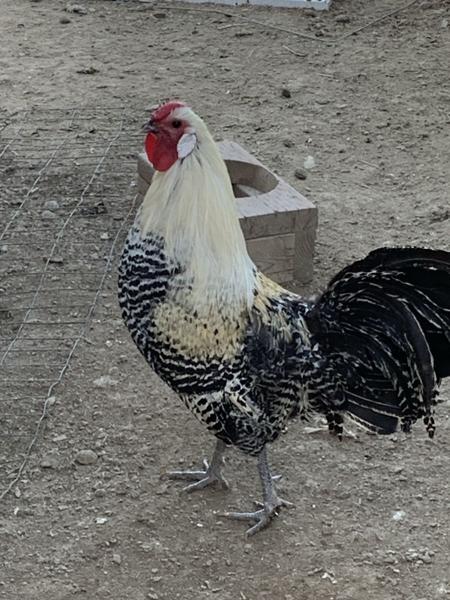 Roster and hen