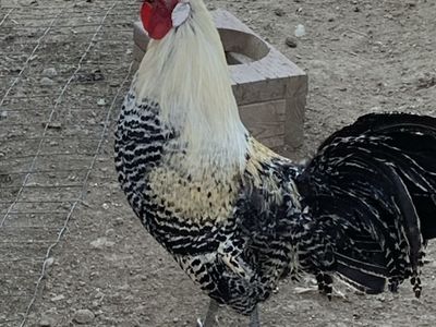 Roster and hen