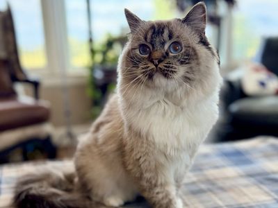 New Litter of Ragdoll Kittens