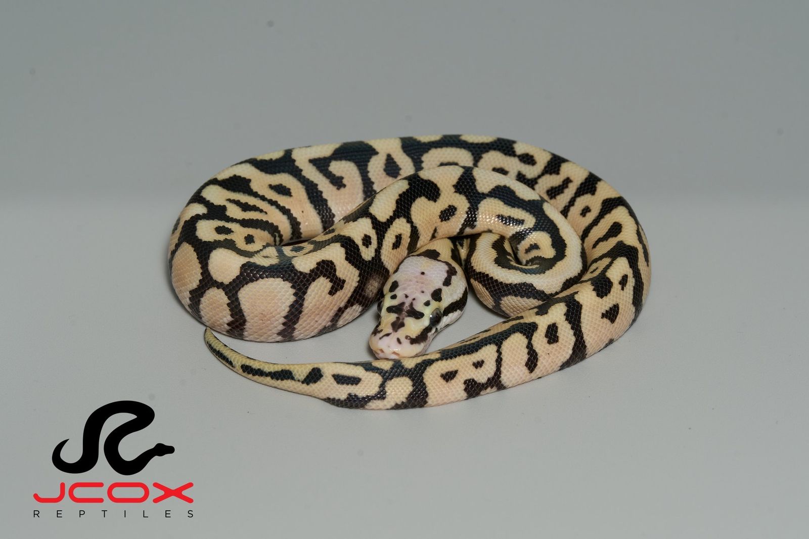 Pastel Spotnose Hi Od DG het Cryptic or Clown