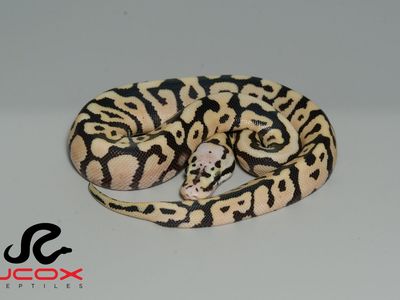 Pastel Spotnose Hi Od DG het Cryptic or Clown