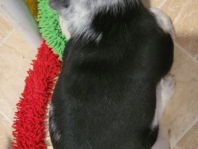 Easter Heeler Pups! Ready 4/10