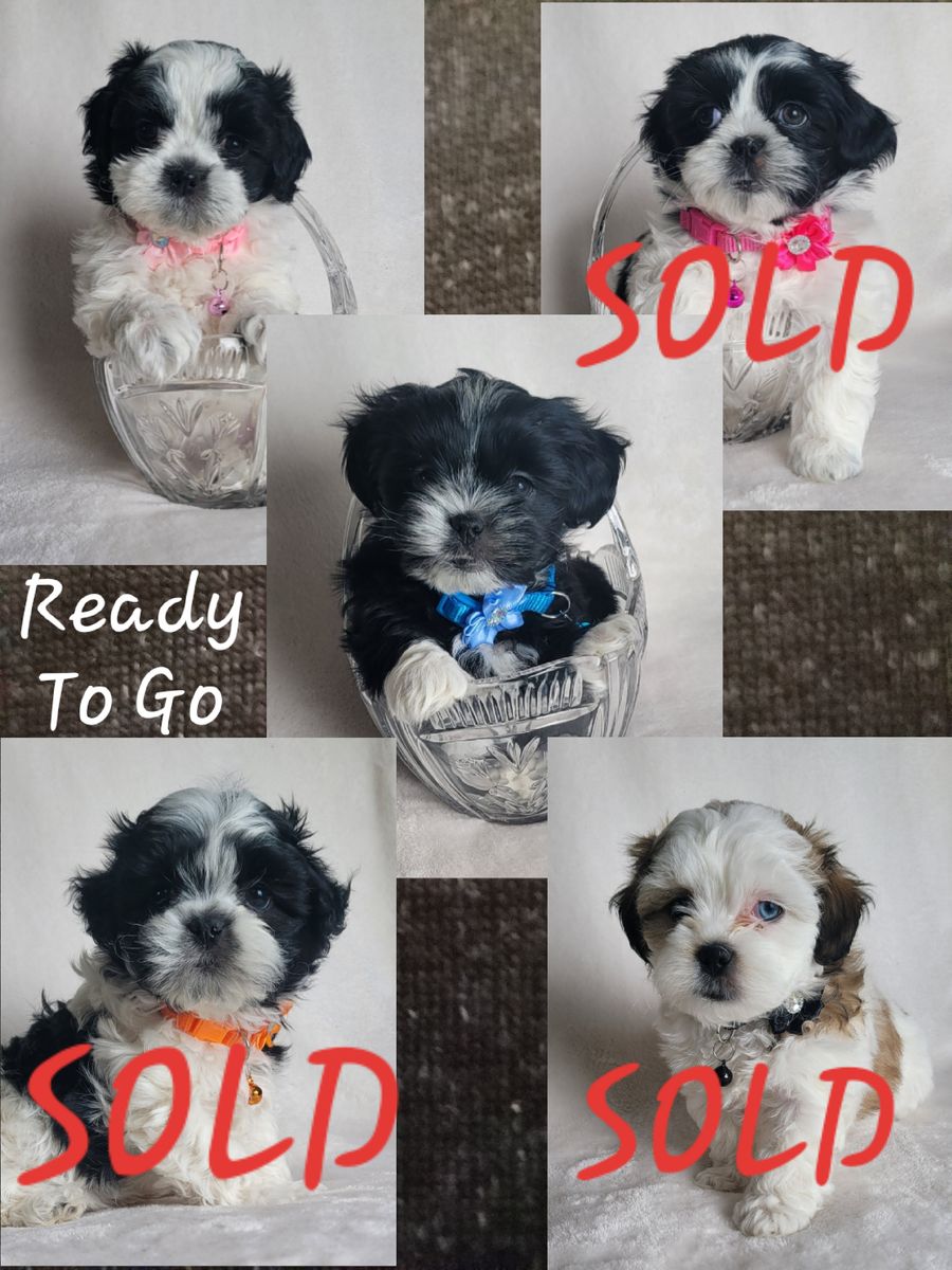 Only 2 left! Shih Tzu Puppies- Going Fast