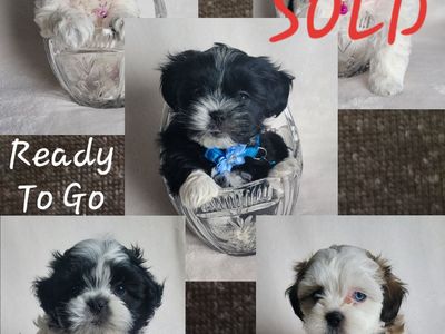 Only 2 left! Shih Tzu Puppies- Going Fast