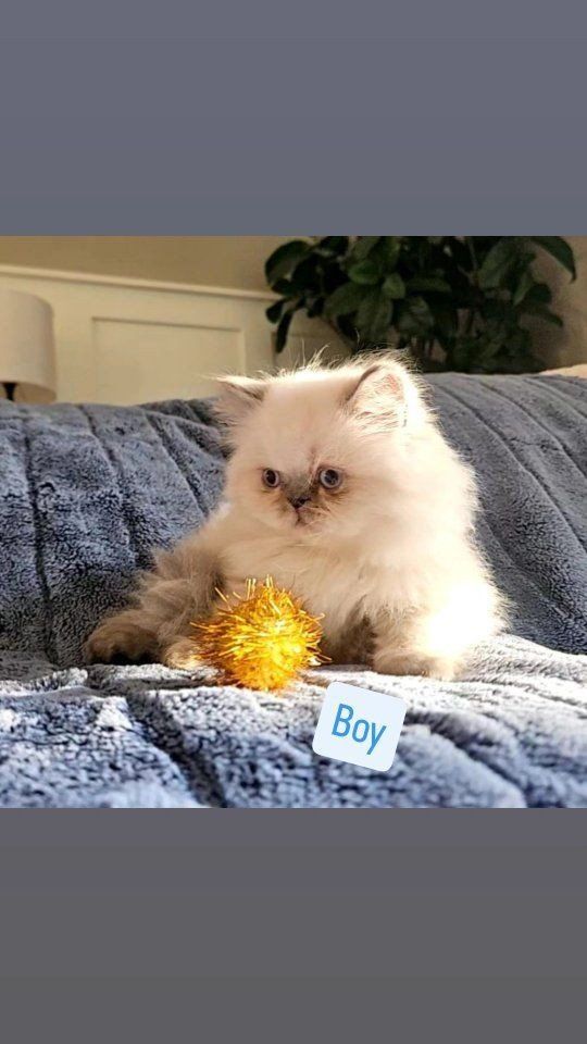 Persian kitten for sale