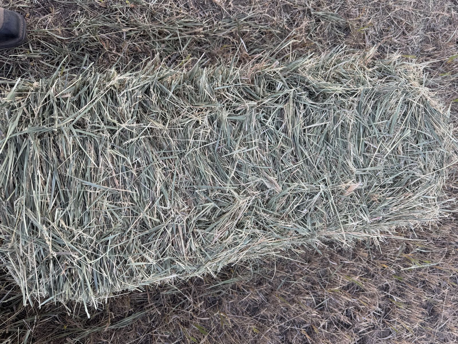 Grass Hay