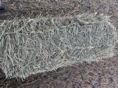 Grass Hay