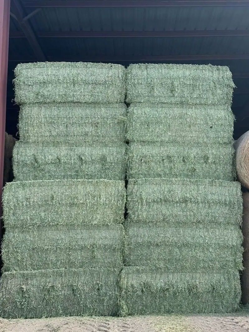 3x3 Alfalfa 