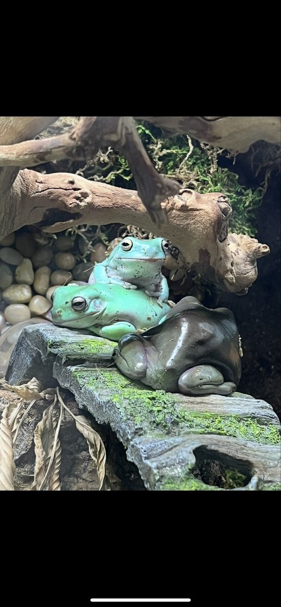 White tree frogs