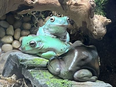 White tree frogs
