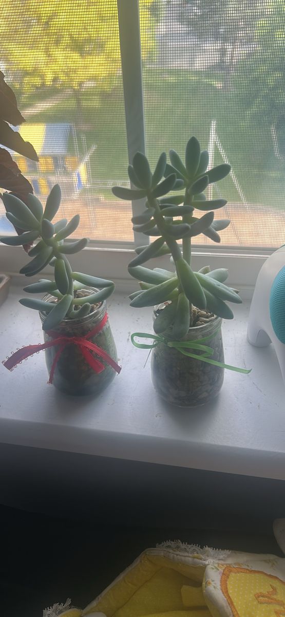 Succulents in a jar