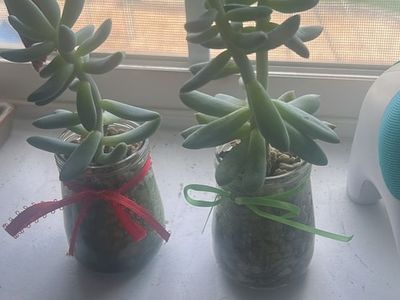 Succulents in a jar