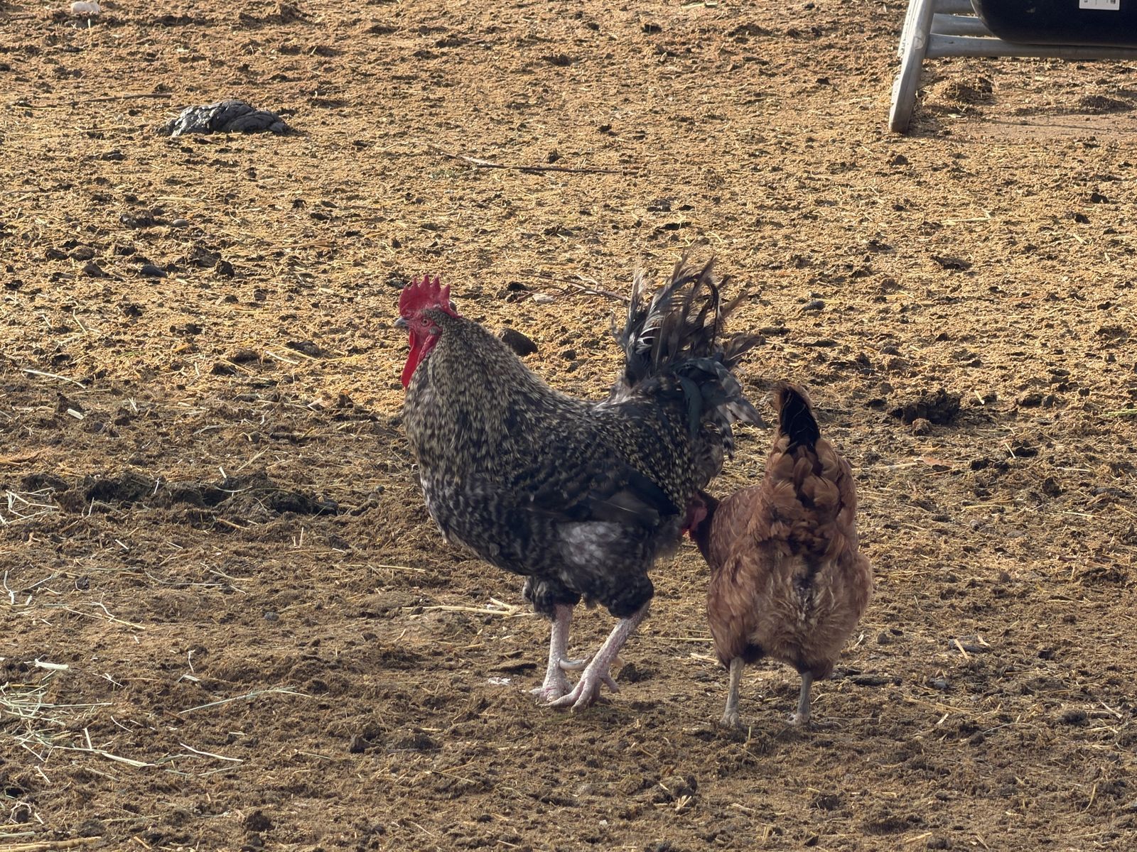 4 Roosters