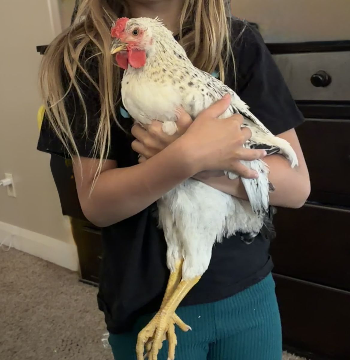 Rooster 