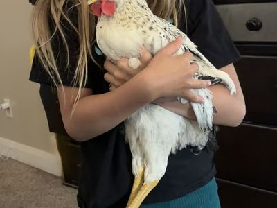 Rooster