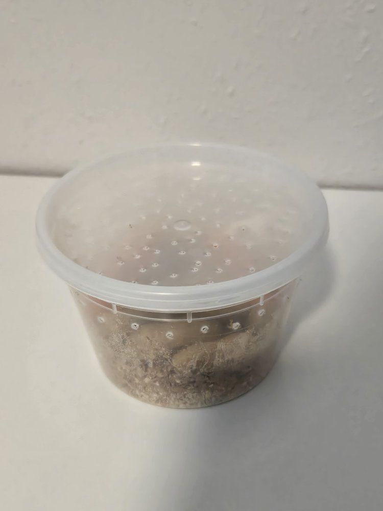 Peanut Beetle Culture Start