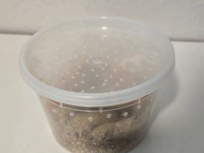 Peanut Beetle Culture Start
