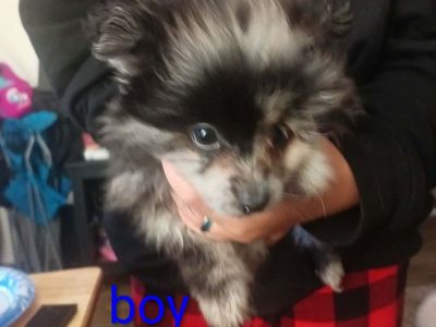 Pomeranian Puppies - Male 1 & Female1, Various Colors Available