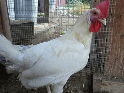 Hen chicken laying hens for sale