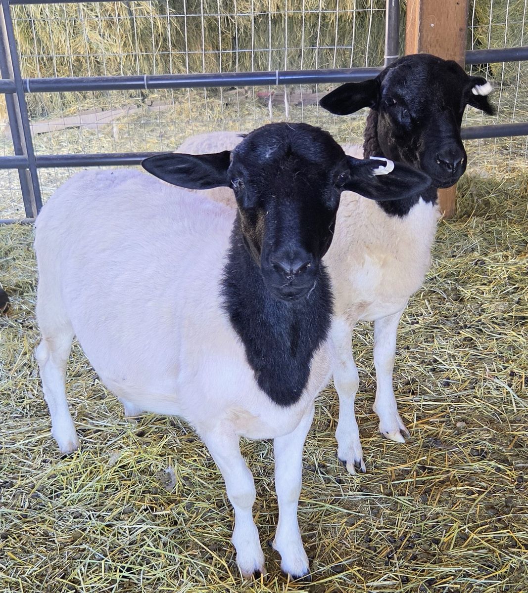 Dorper Sheep - Ram Lambs