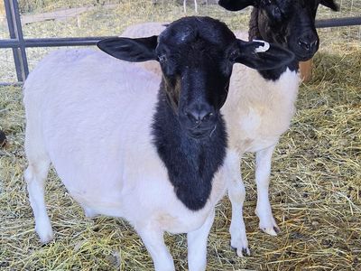 Dorper Sheep - Ram Lambs