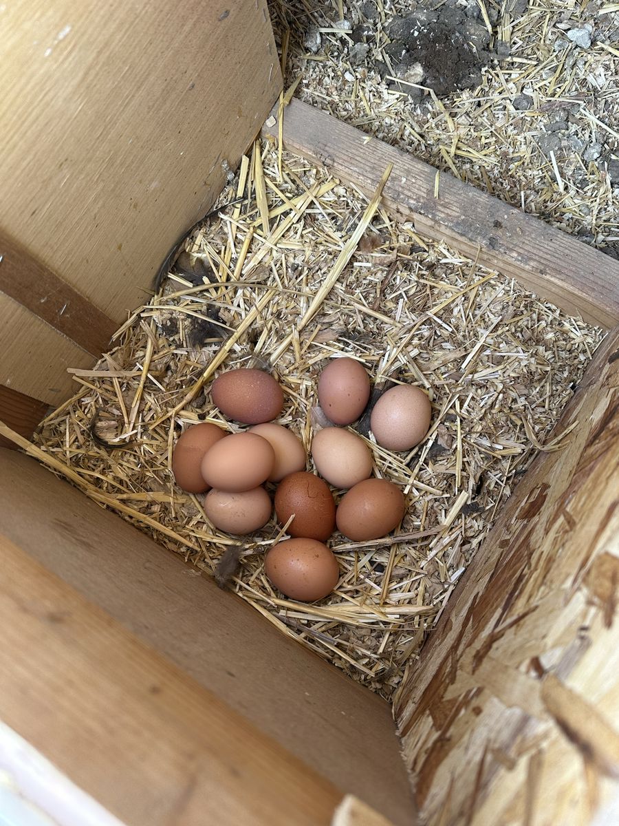 Backyard fresh eggs