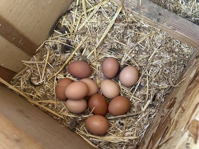 Backyard fresh eggs