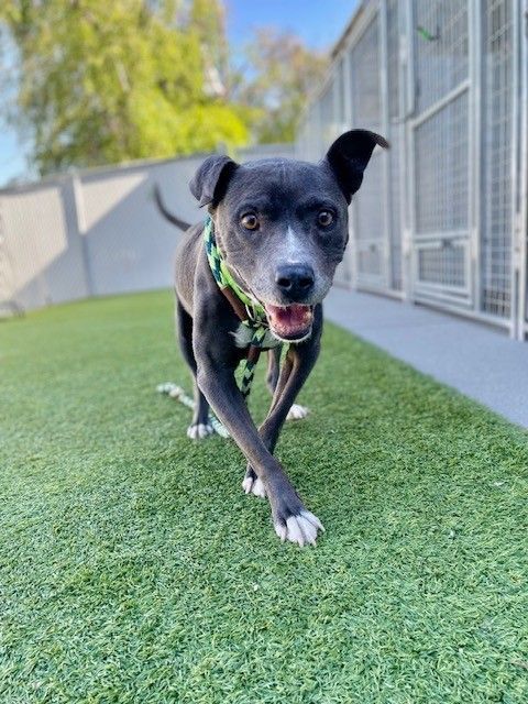 A125293 Roco is Available for Adoption!