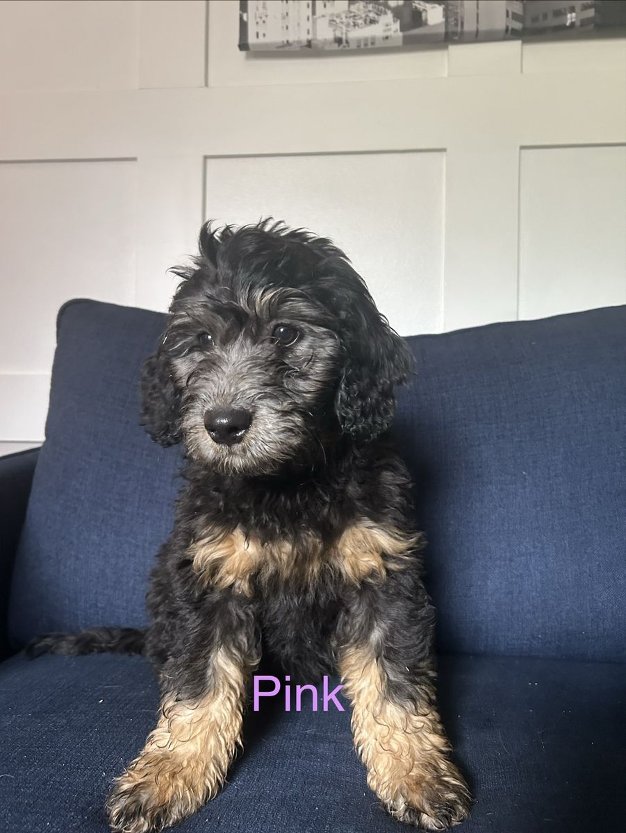 Goldendoodles Puppies f1b Rare Phantom Coloring