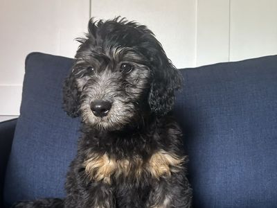 Goldendoodles Puppies f1b Rare Phantom Coloring