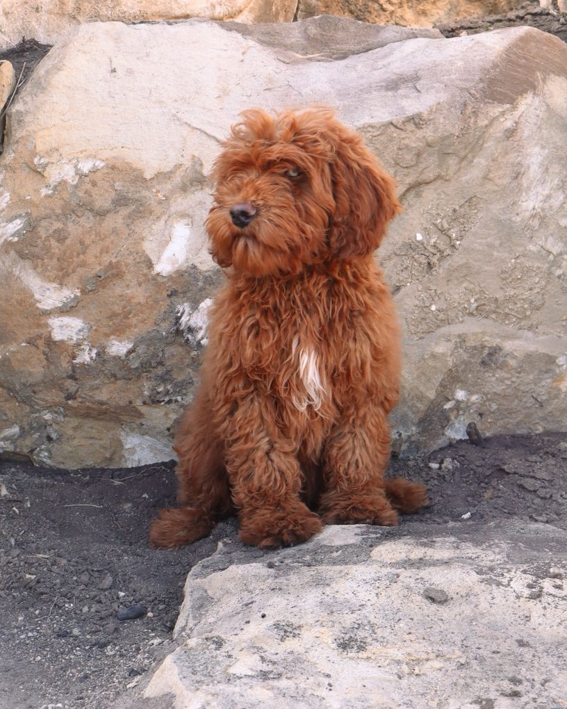 Mini Goldendoodle Goldendoodles Doodles